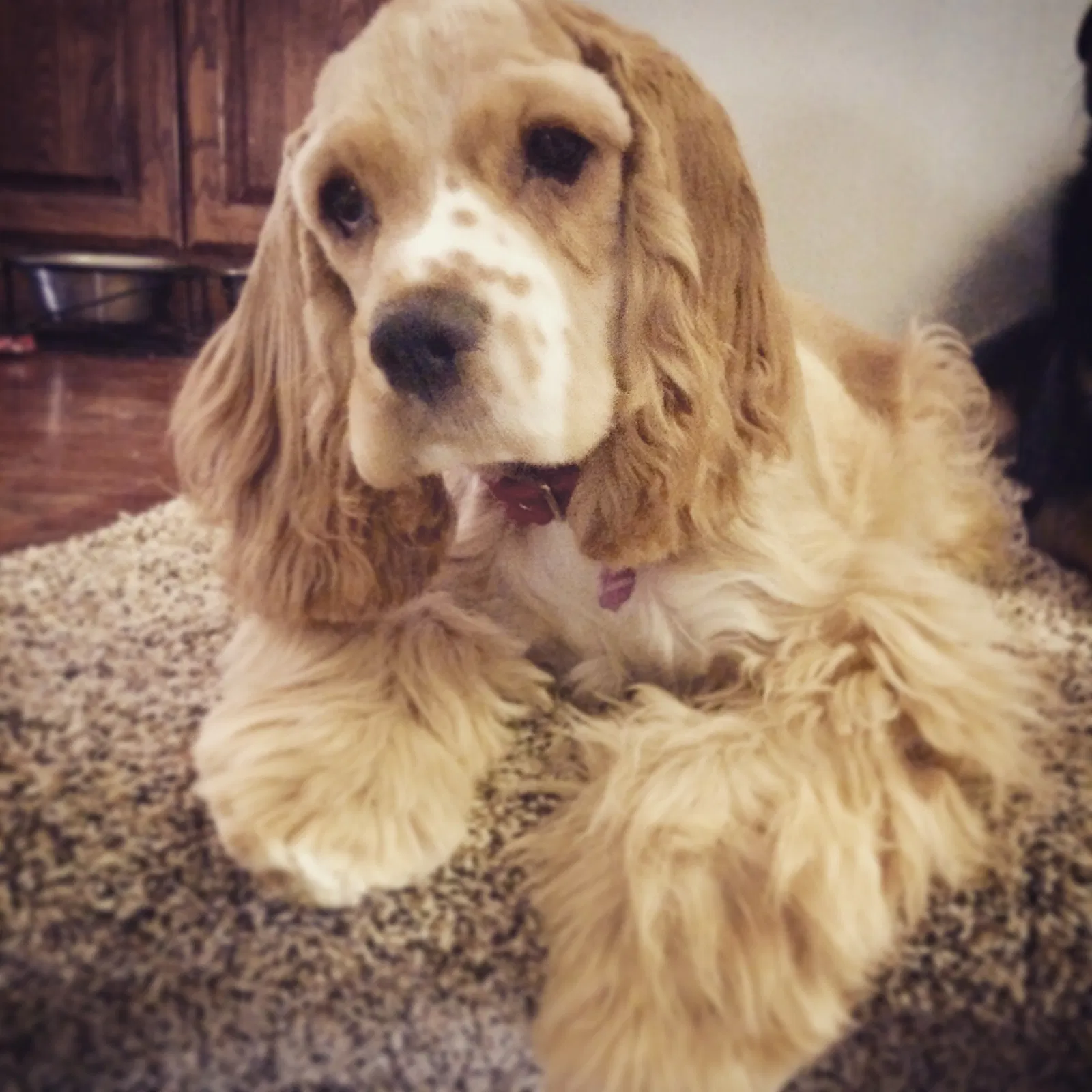 Found dog in Shawnee, KS, 66216