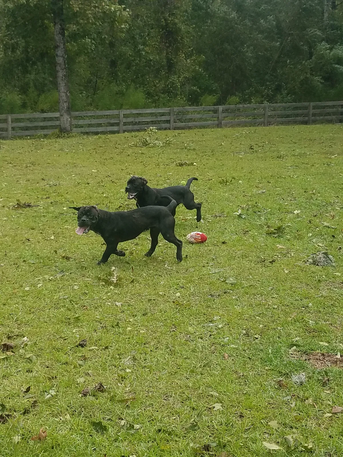 Found dog in Longs, SC, 29568