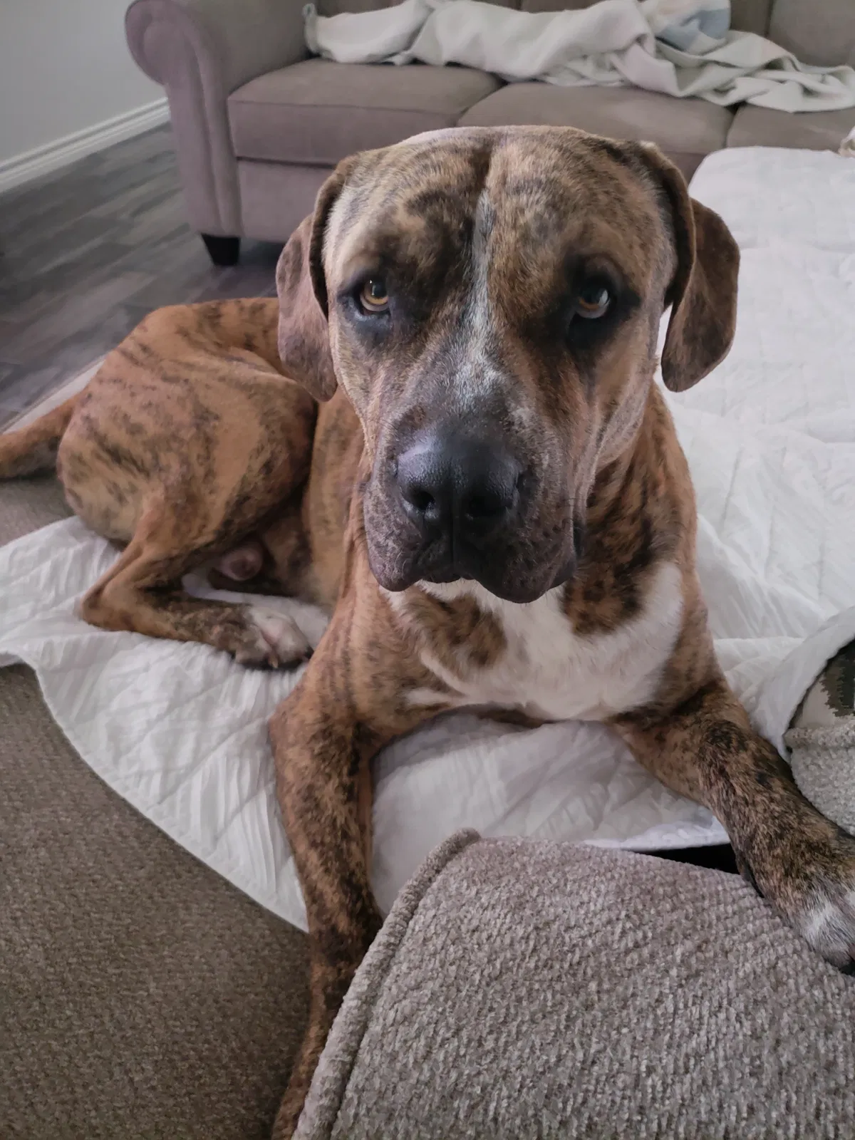 Found dog in Granbury, TX, 76049