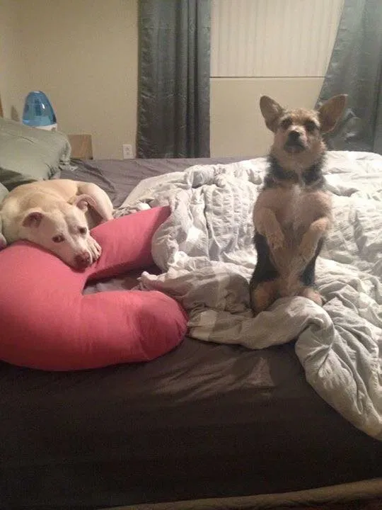 Found dog in Mesa, AZ, 85212