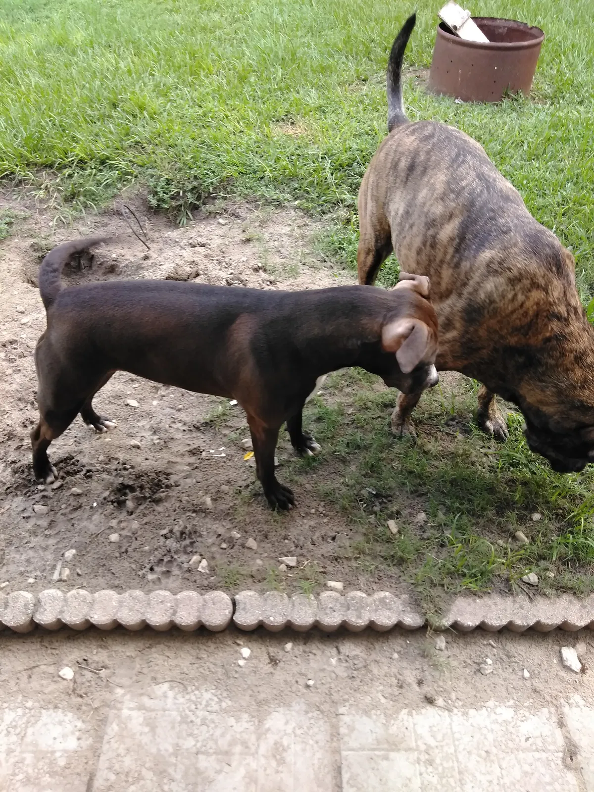 Found dog in Fruitland Park, FL, 34731