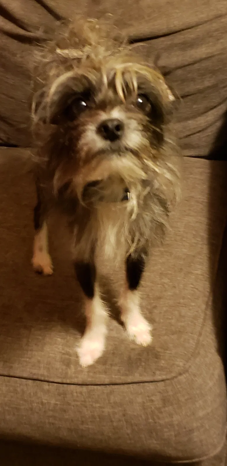 Found dog in Wilmington, CA, 90744