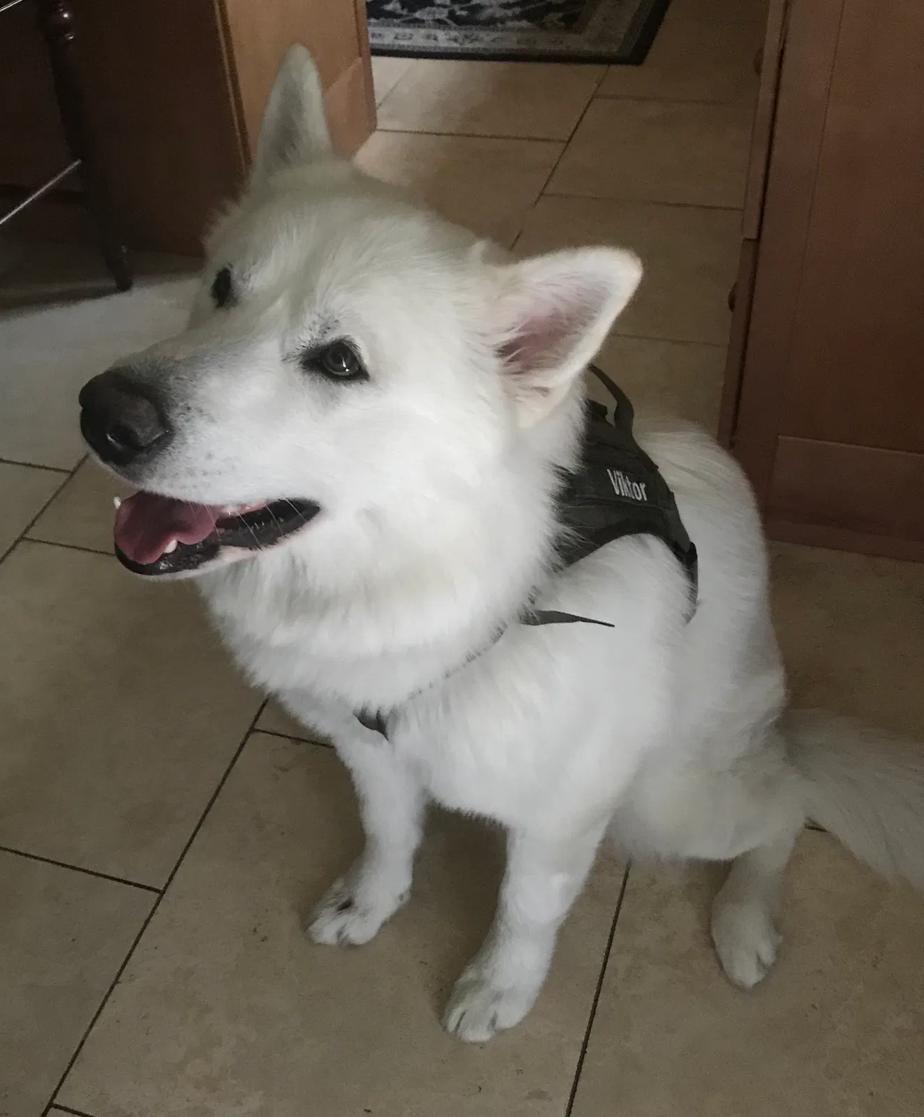 Found dog in Ogden, UT, 84403