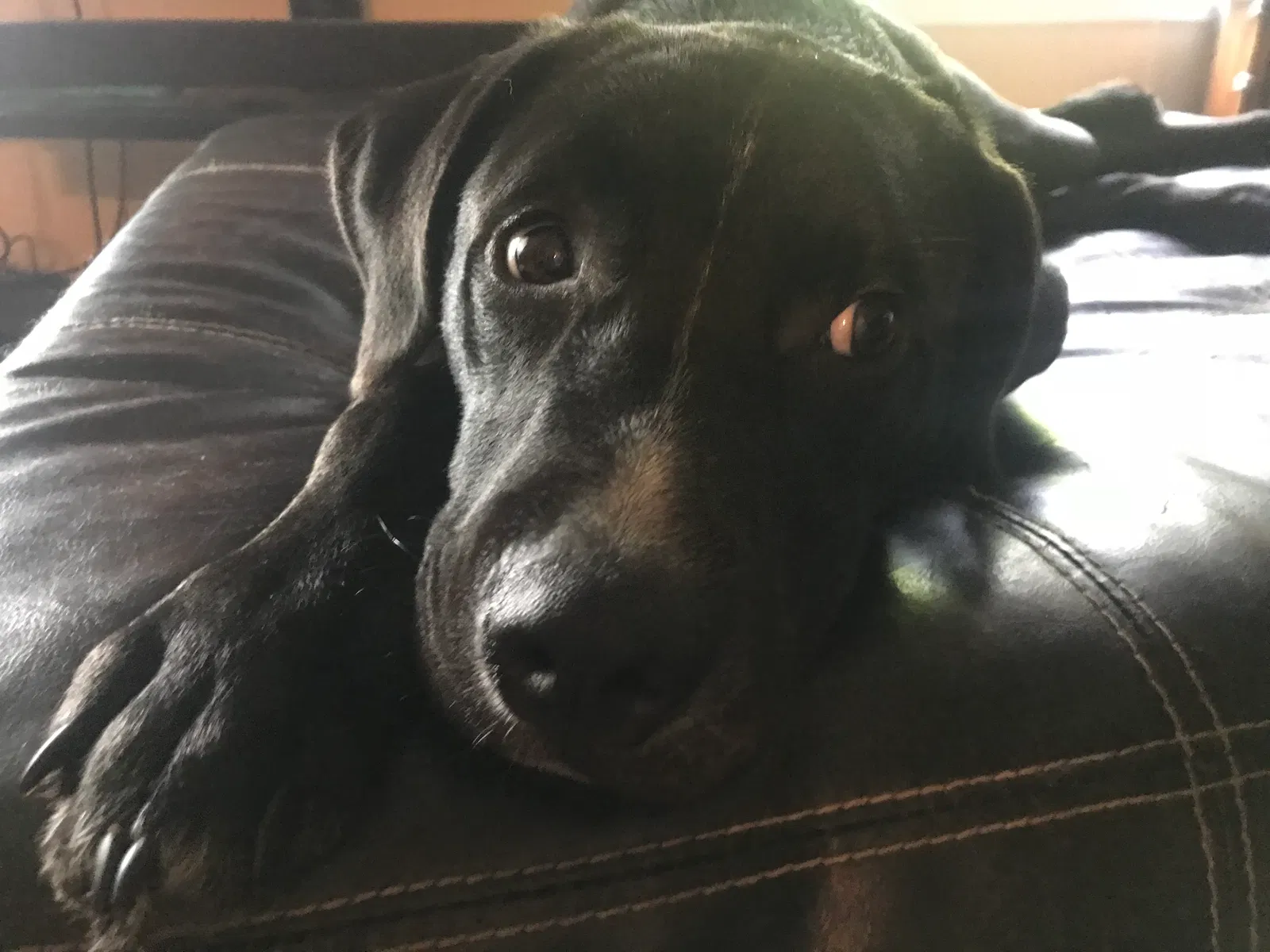 Found dog in Hendersonville, TN, 37075