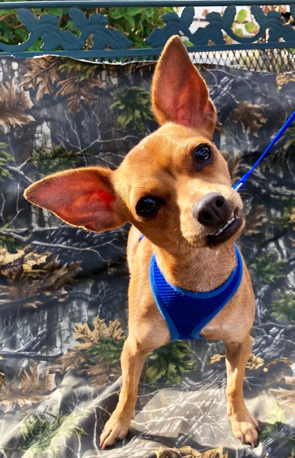 Found dog in Chandler, AZ, 85225