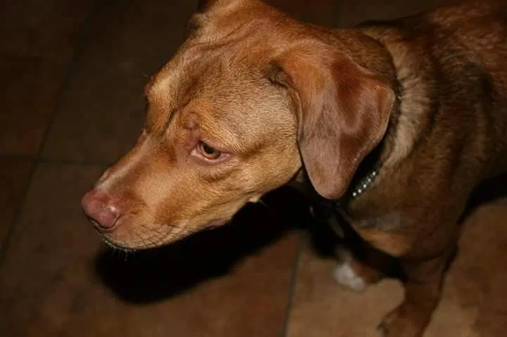 Found dog in Surprise, AZ, 85388