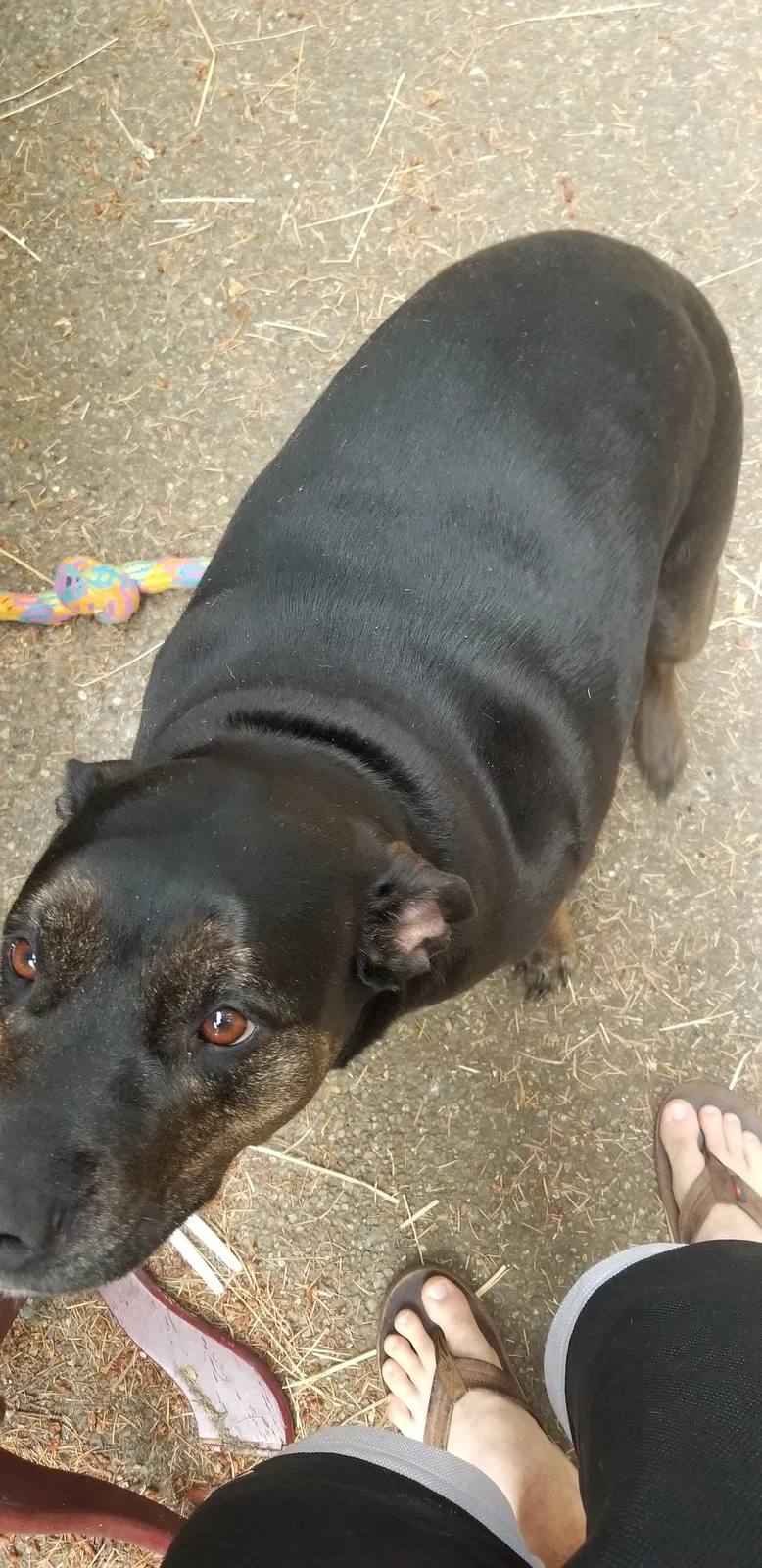 Found dog in Olympia, WA, 98502