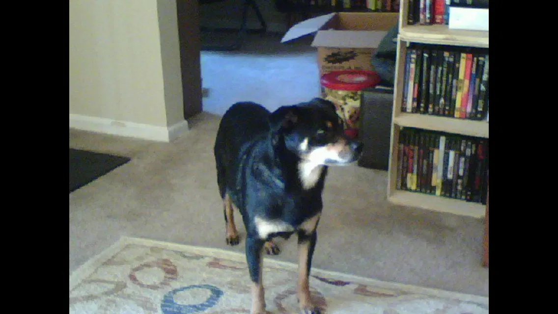 Found dog in Snellville, GA, 30039