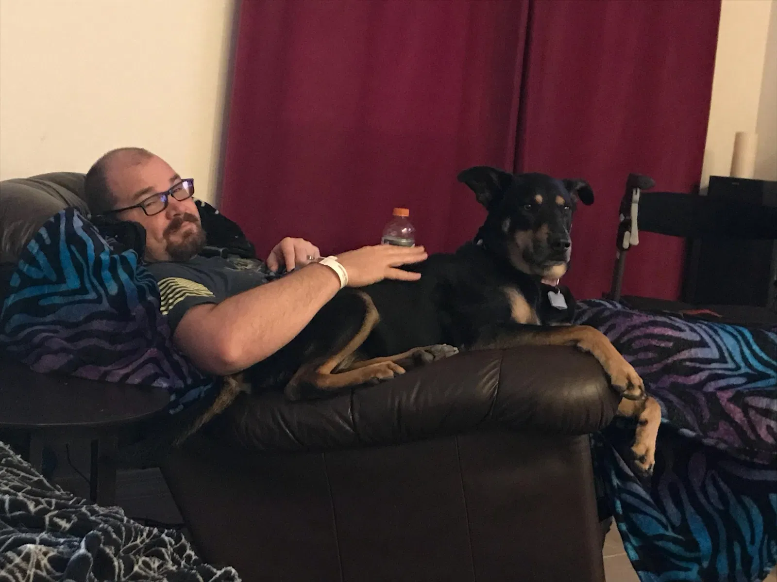 Found dog in Queen Creek, AZ, 85142