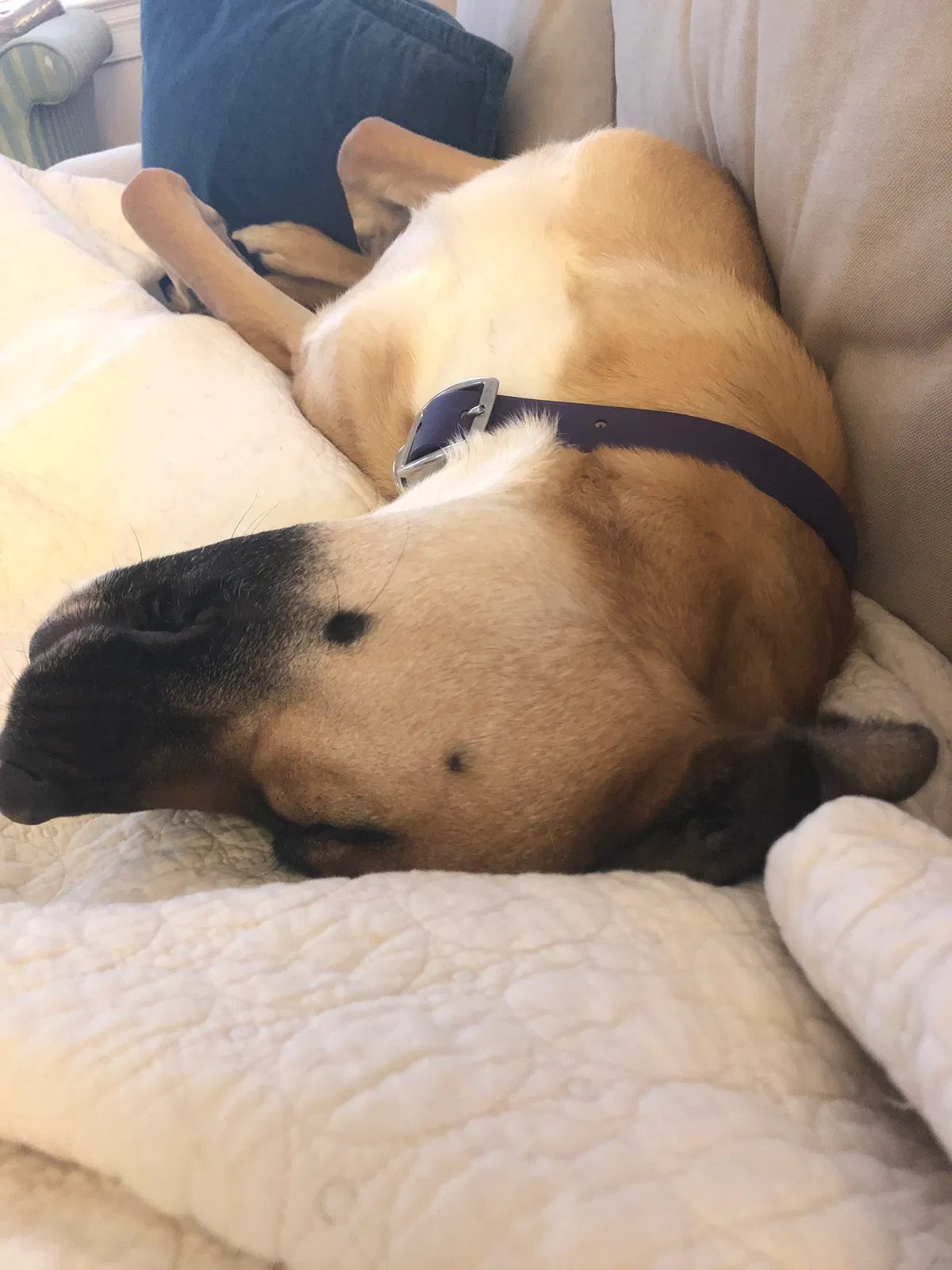 Found dog in Wilson, NC, 27893