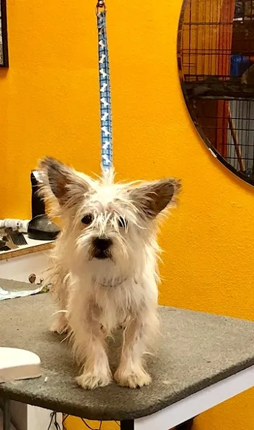 Found dog in Chandler, AZ, 85225