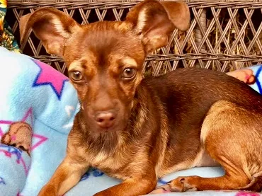 Found dog in Chandler, AZ, 85225