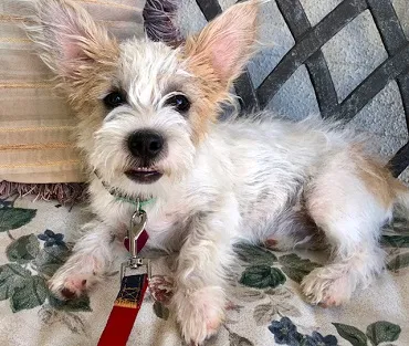 Found dog in Chandler, AZ, 85225