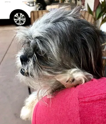 Found dog in Chandler, AZ, 85225