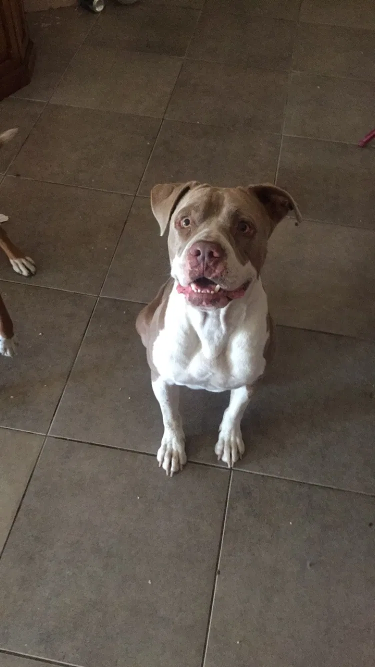 Found dog in Los Angeles, CA, 90016