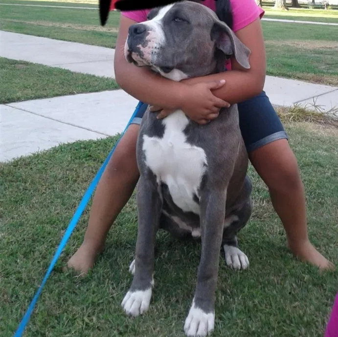 Found dog in Reedley, CA, 93654