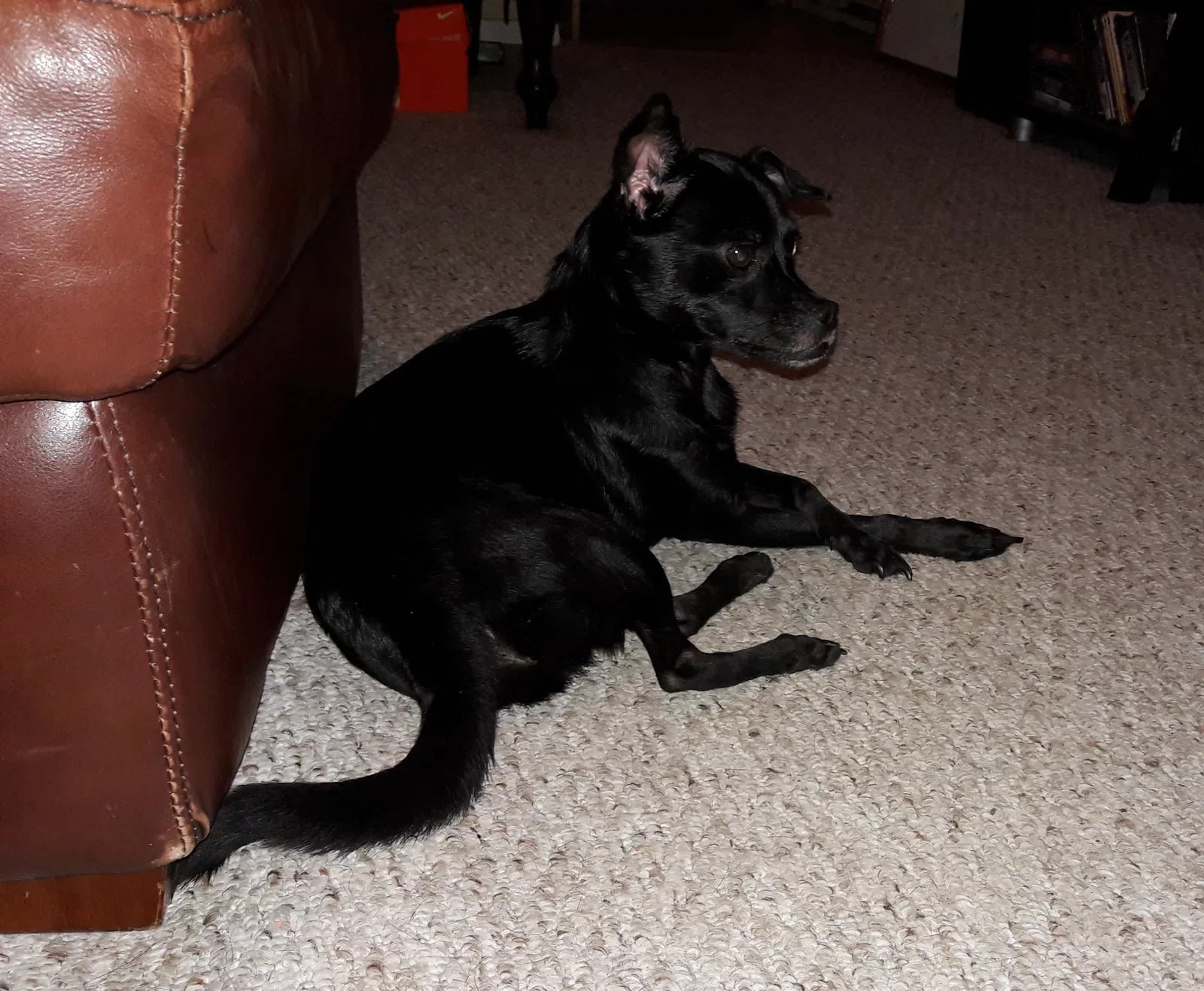 Found dog in Friendswood, TX, 77546