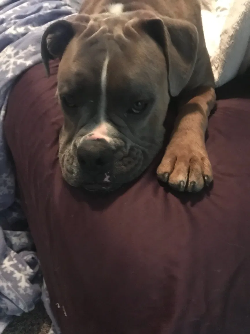 Found dog in Grapeland, TX, 75844