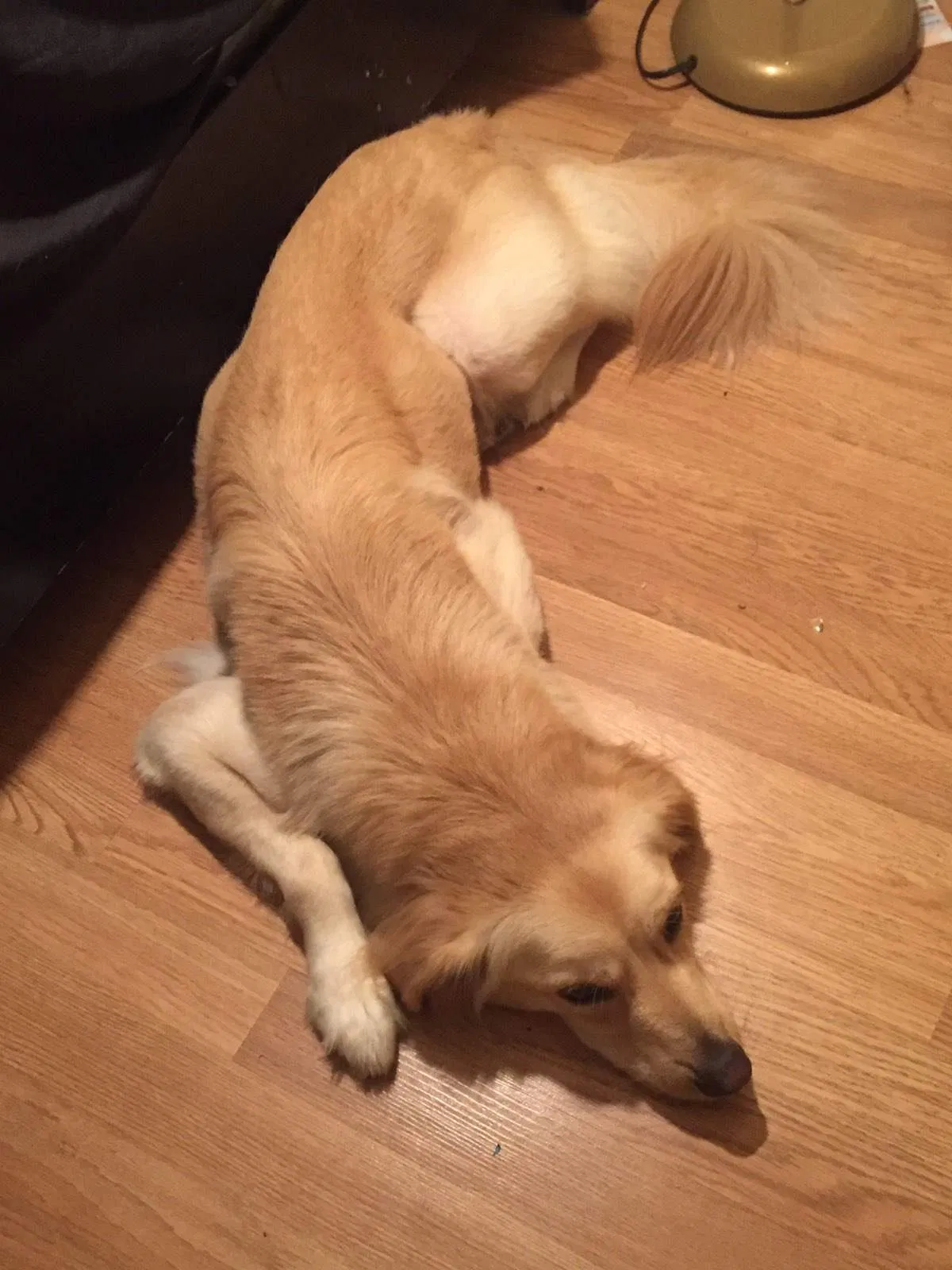 Found dog in Homestead, FL, 33033