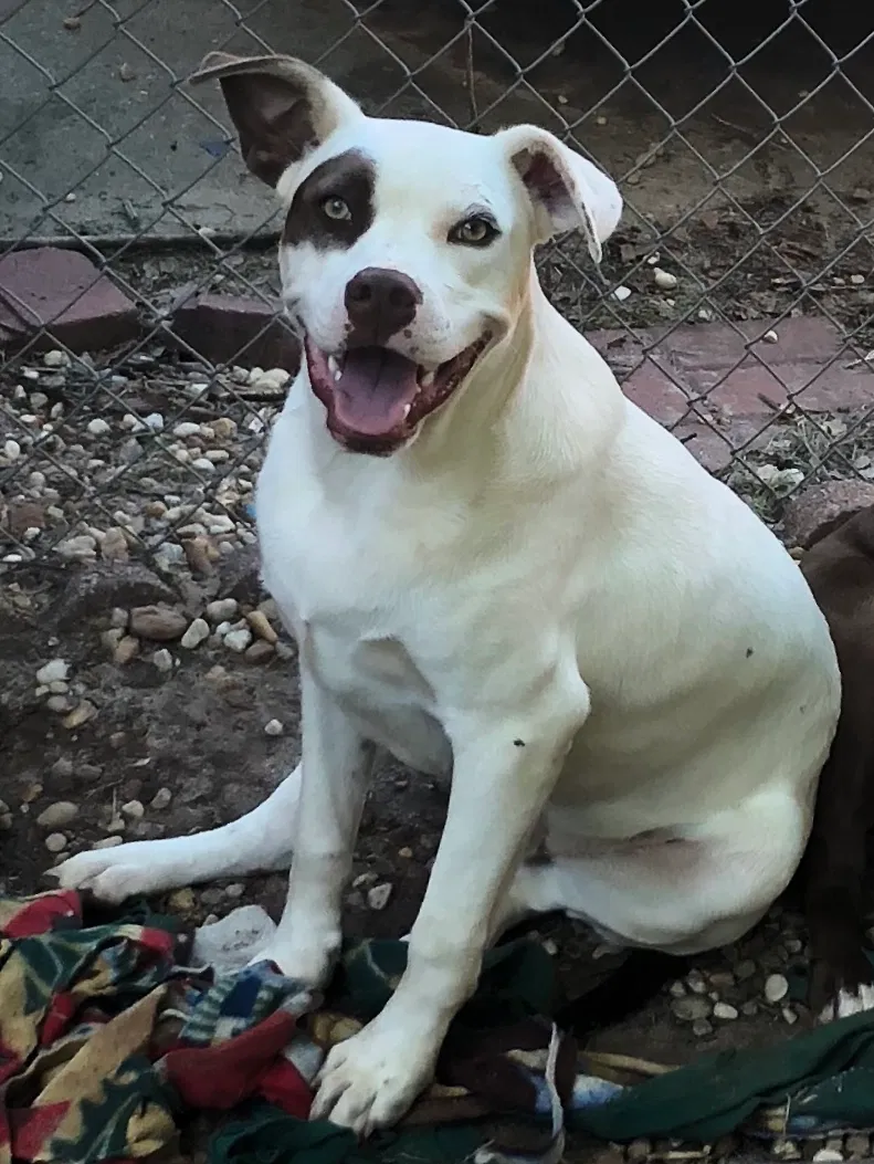 Found dog in Cartersville, GA, 30120