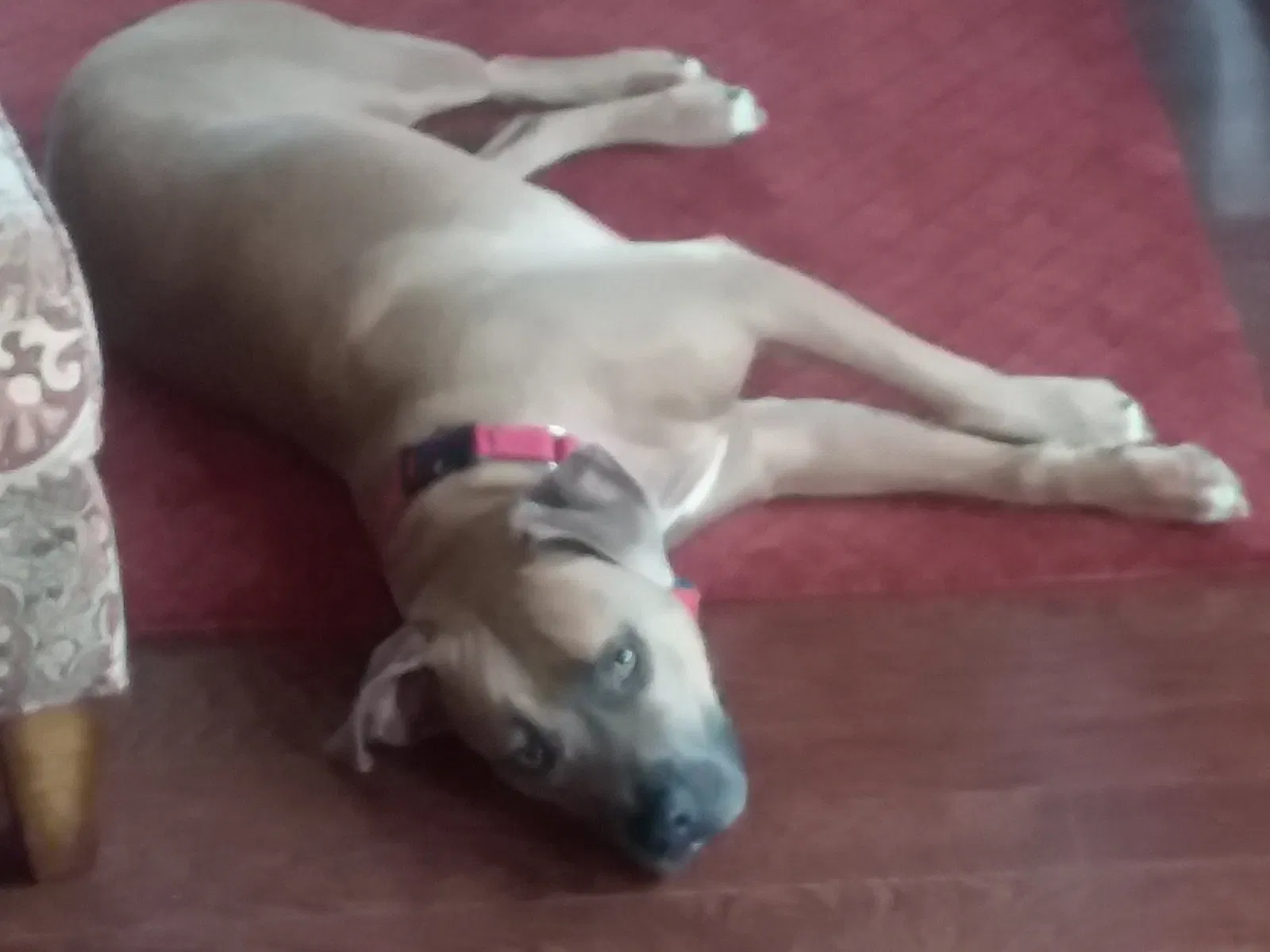 Found dog in Houston, PA, 15342