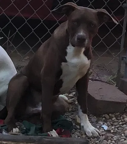 Found dog in Cartersville, GA, 30120