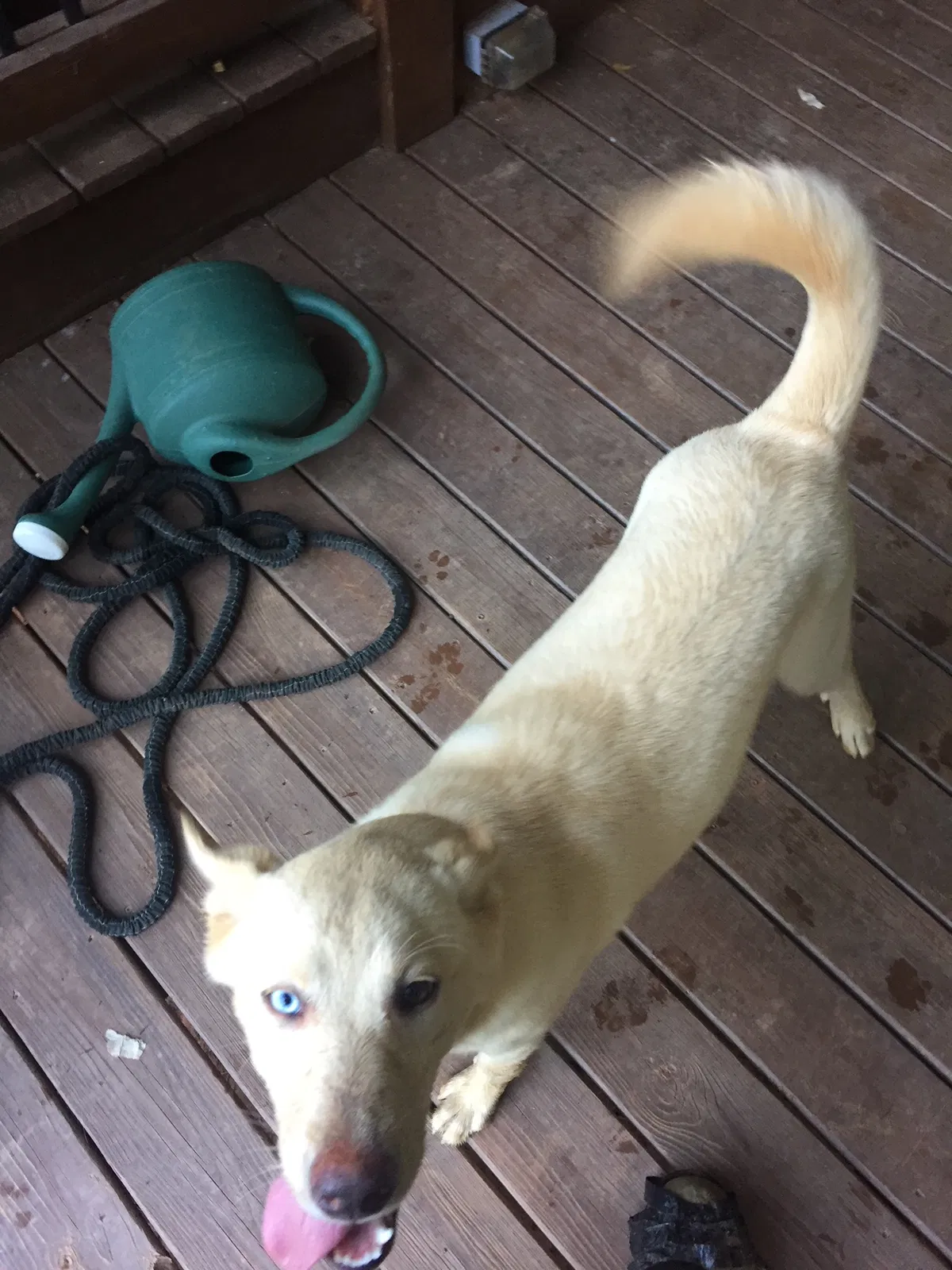 Found dog in Forsyth, GA, 31029