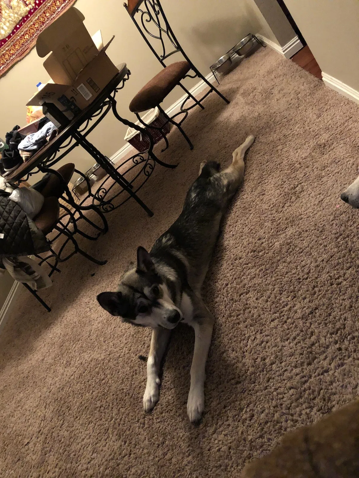 Found dog in Park City, UT, 84098