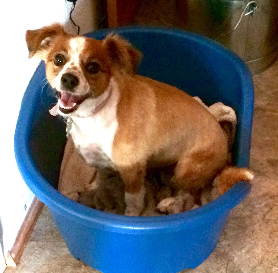 Found dog in Northridge, CA, 91325