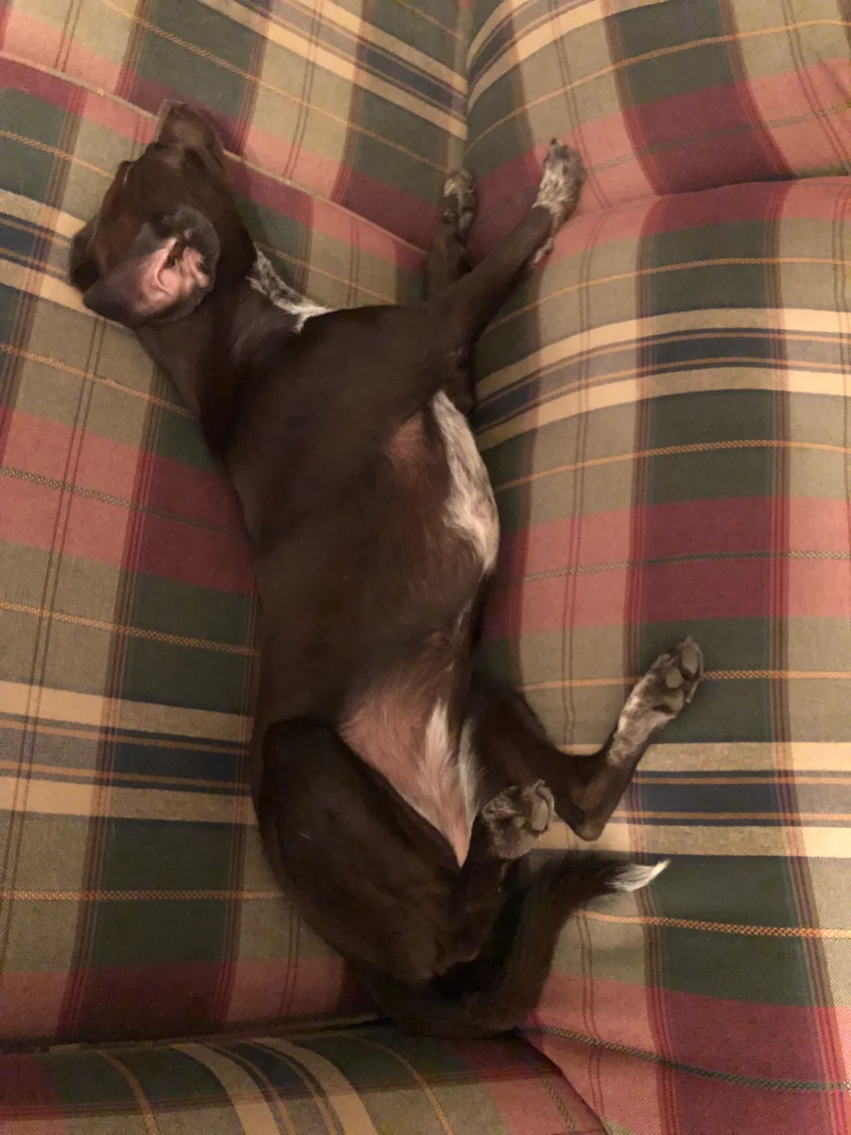 Found dog in Hitchcock, OK, 73744