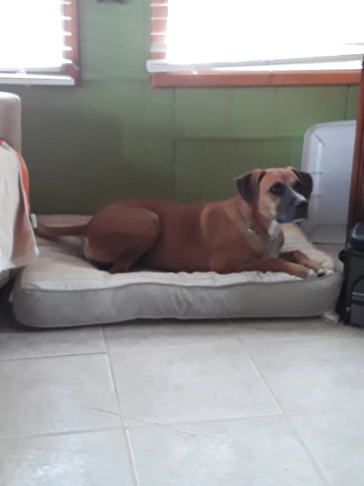 Found dog in Harlingen, TX, 78550
