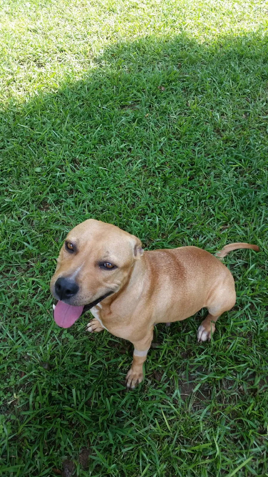 Found dog in Greenwood, SC, 29646