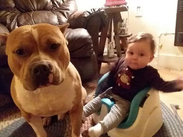 Found dog in Muskegon, MI, 49441