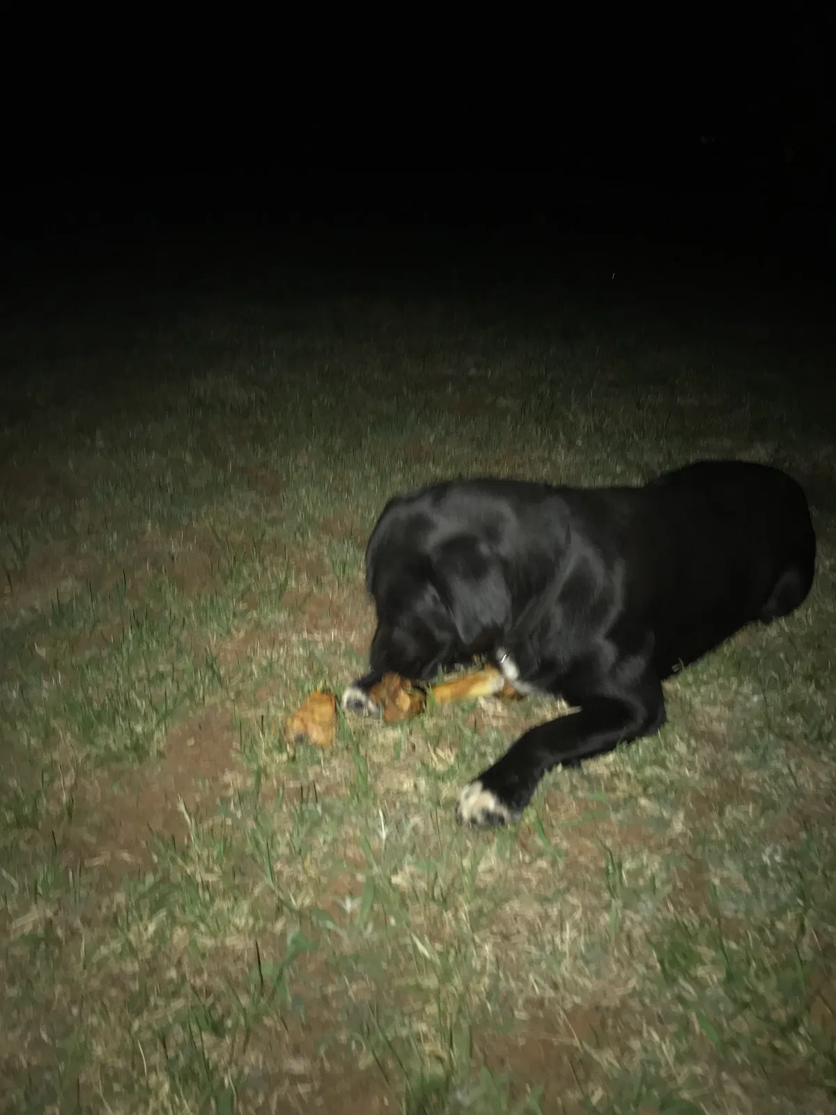 Found dog in Anadarko, OK, 73005