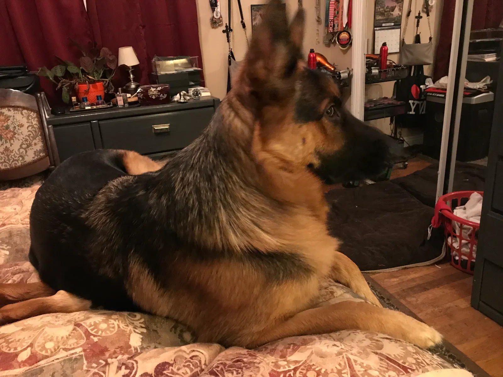 Found dog in Hacienda Heights, CA, 91745