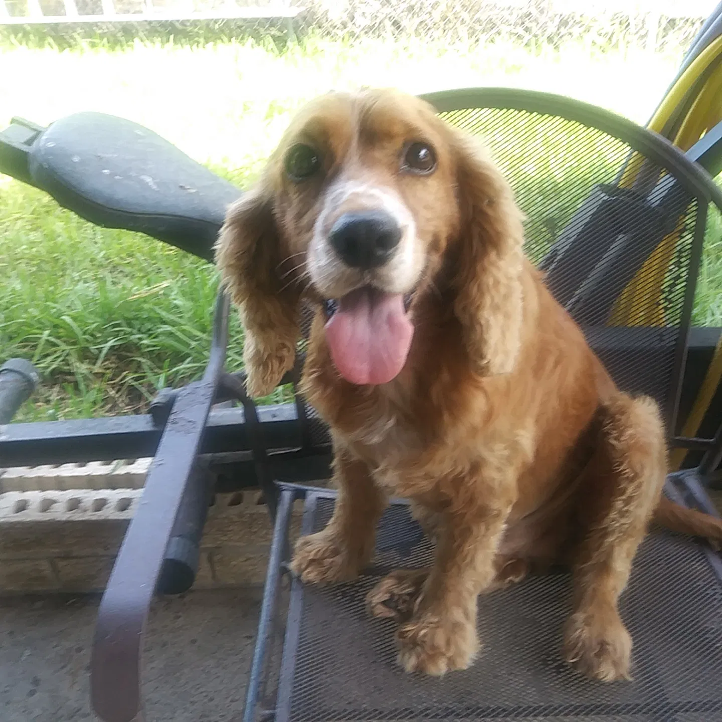 Found dog in Beeville, TX, 78102