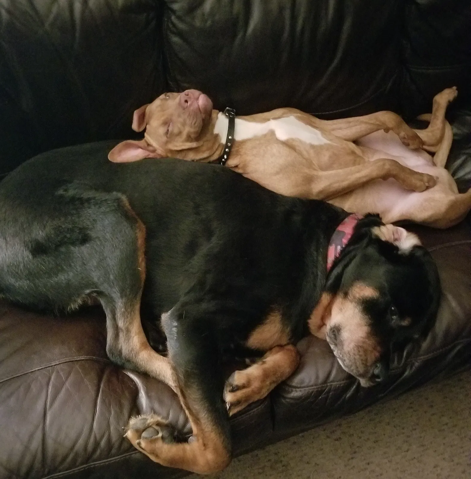 Found dog in Keego Harbor, MI, 48320