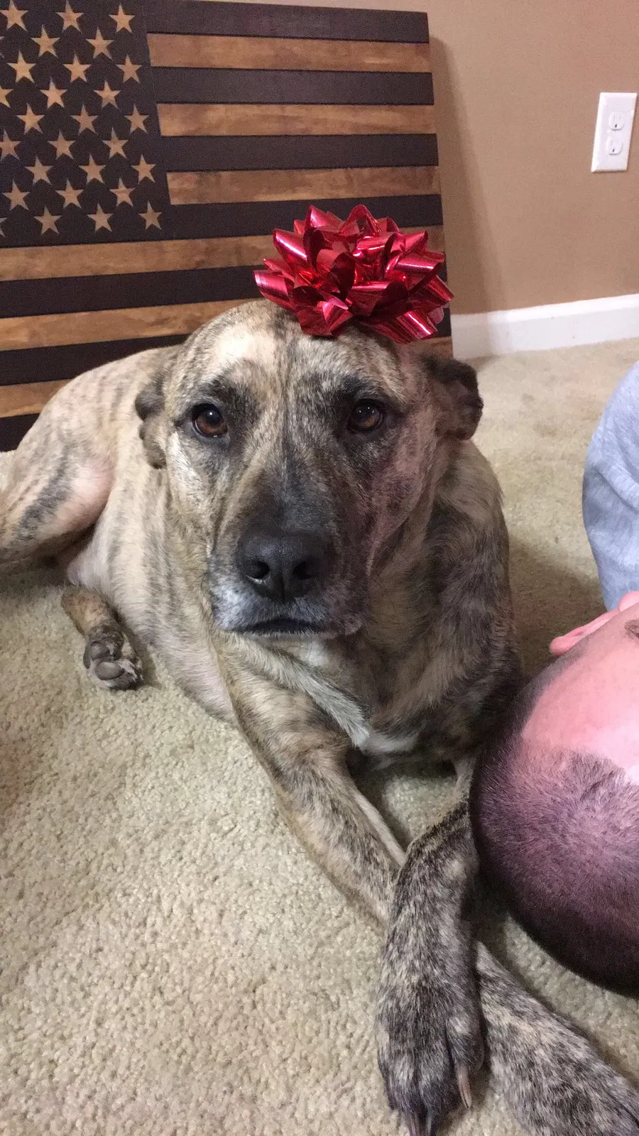 Found dog in Hampton, GA, 30228