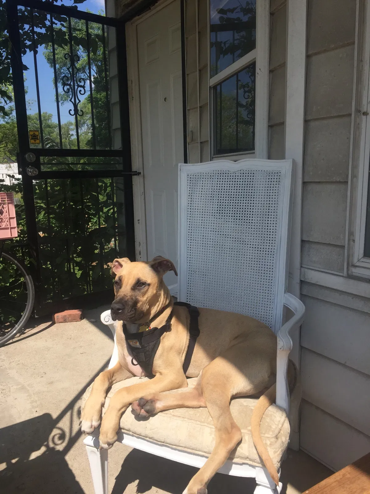 Found dog in Detroit, MI, 48201