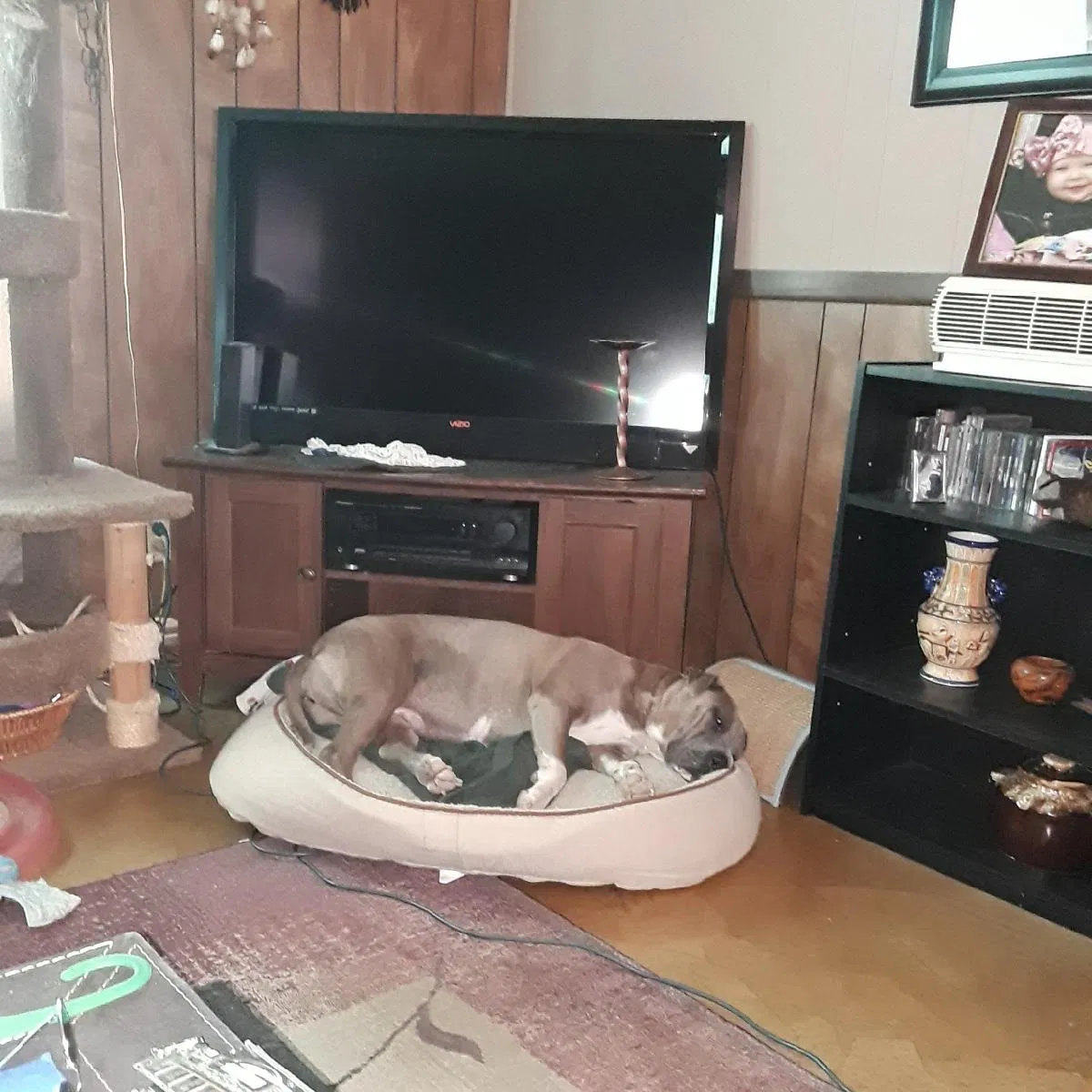 Found dog in Mesa, AZ, 85207