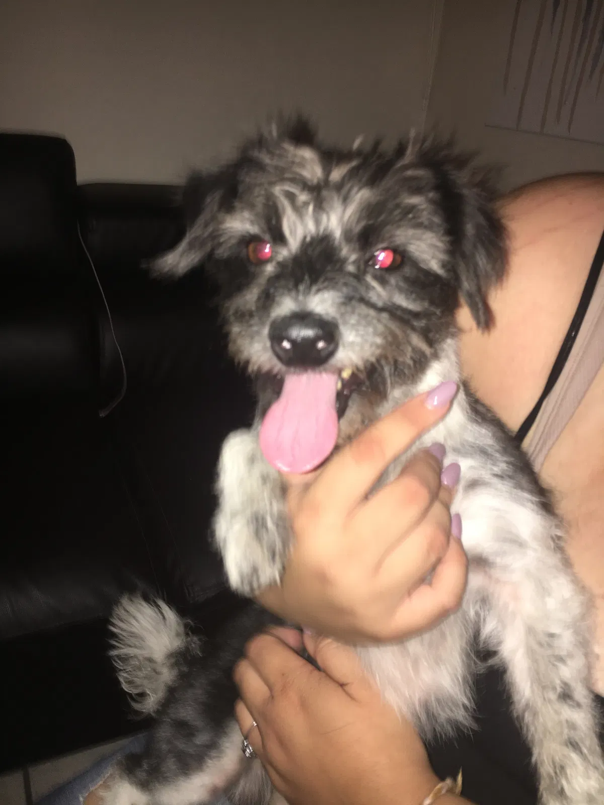 Found dog in Garden Grove, CA, 92840