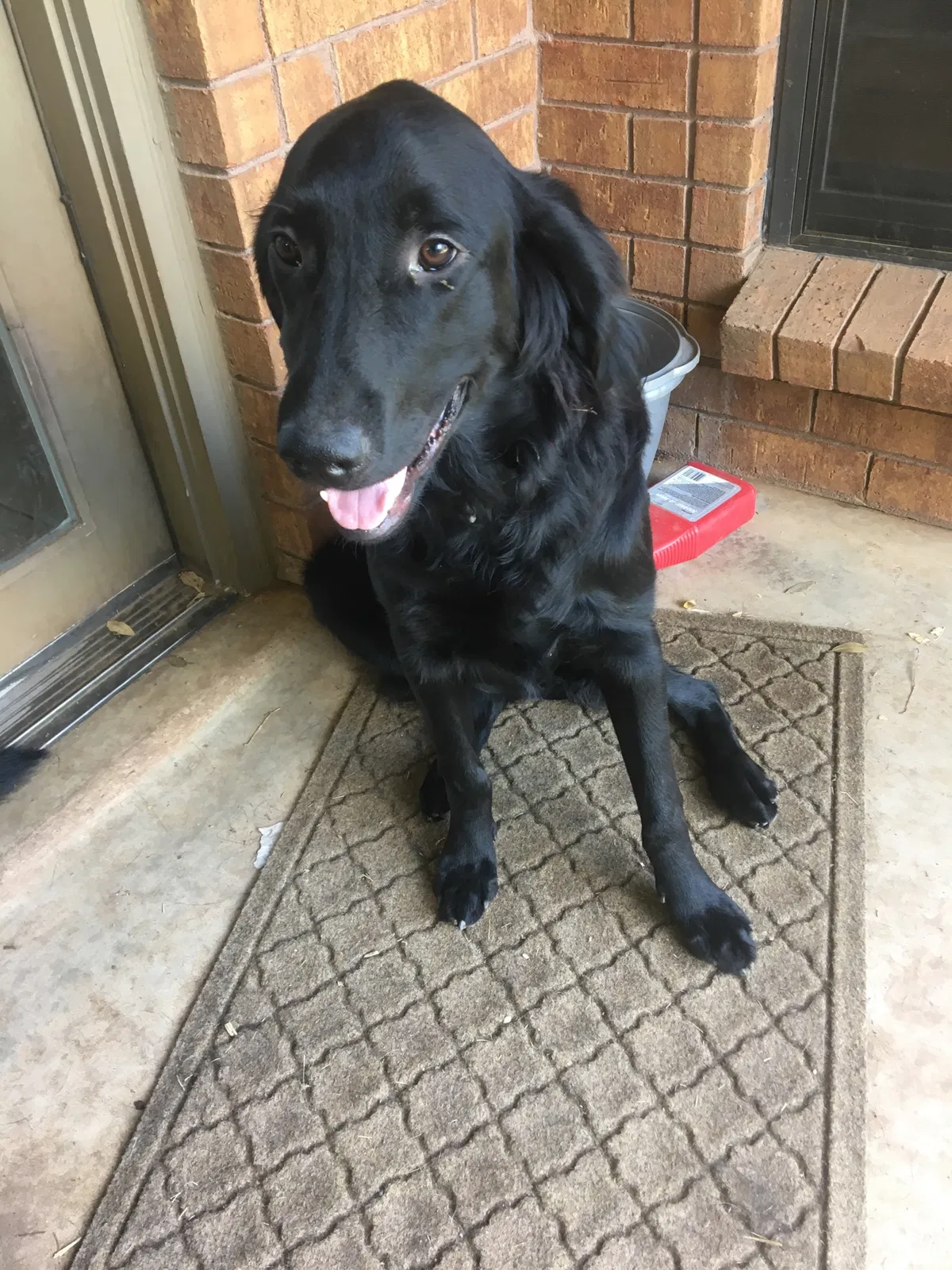 Found dog in Lawton, OK, 73507