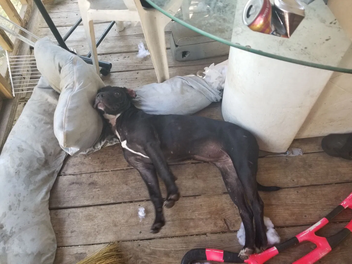Found dog in Baker, FL, 32531