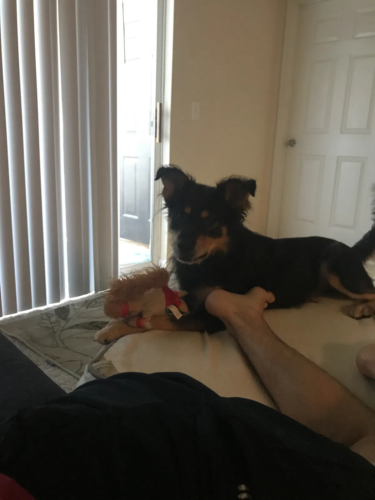 Found dog in Annandale, VA, 22003