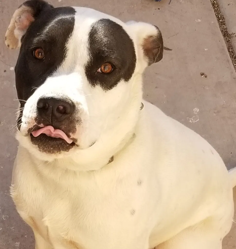 Found dog in Mesa, AZ, 85204