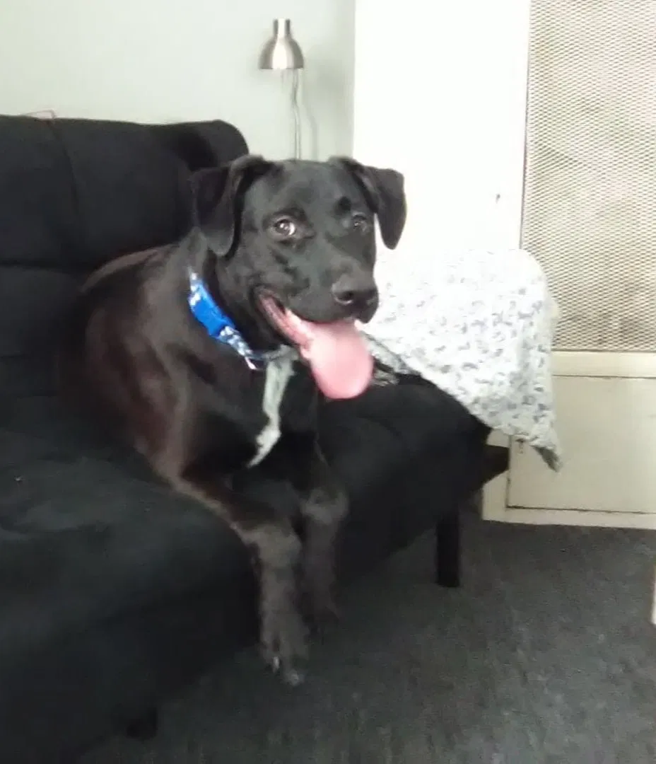 Found dog in Bay City, MI, 48708
