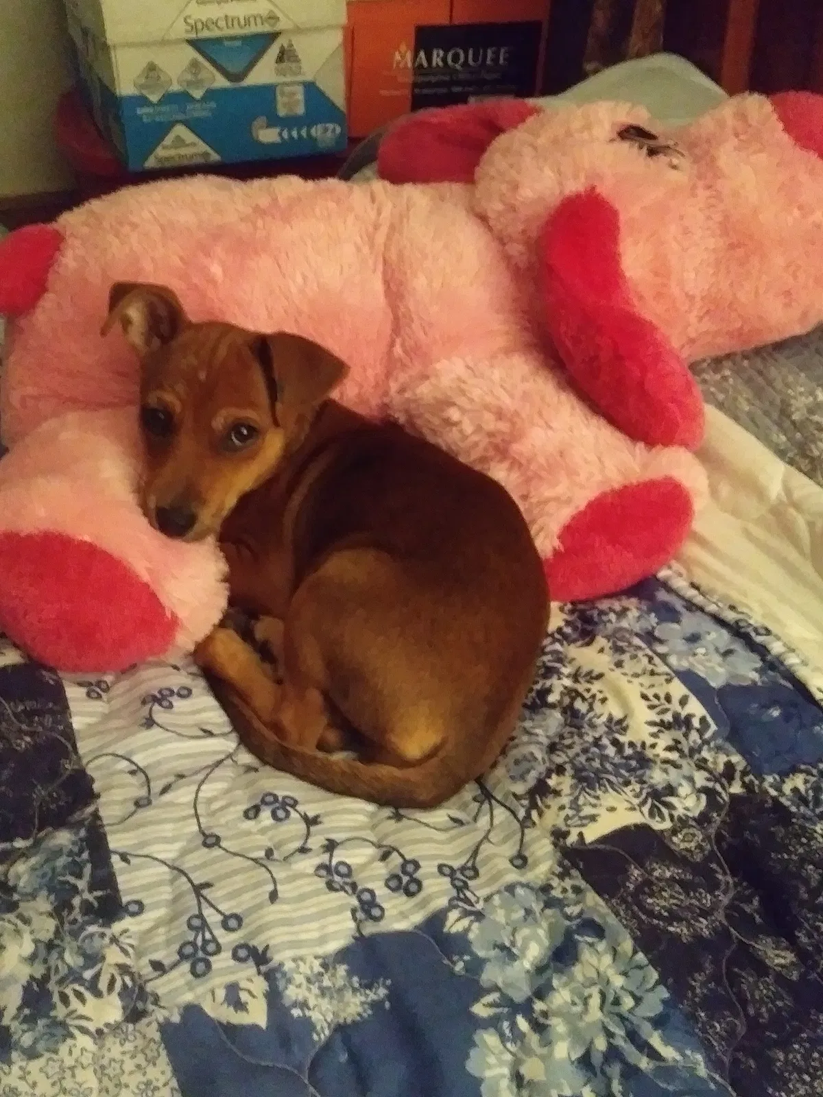 Found dog in Corpus Christi, TX, 78418