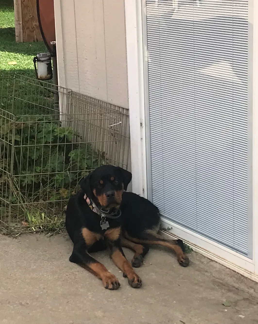 Found dog in Myrtle Creek, OR, 97457