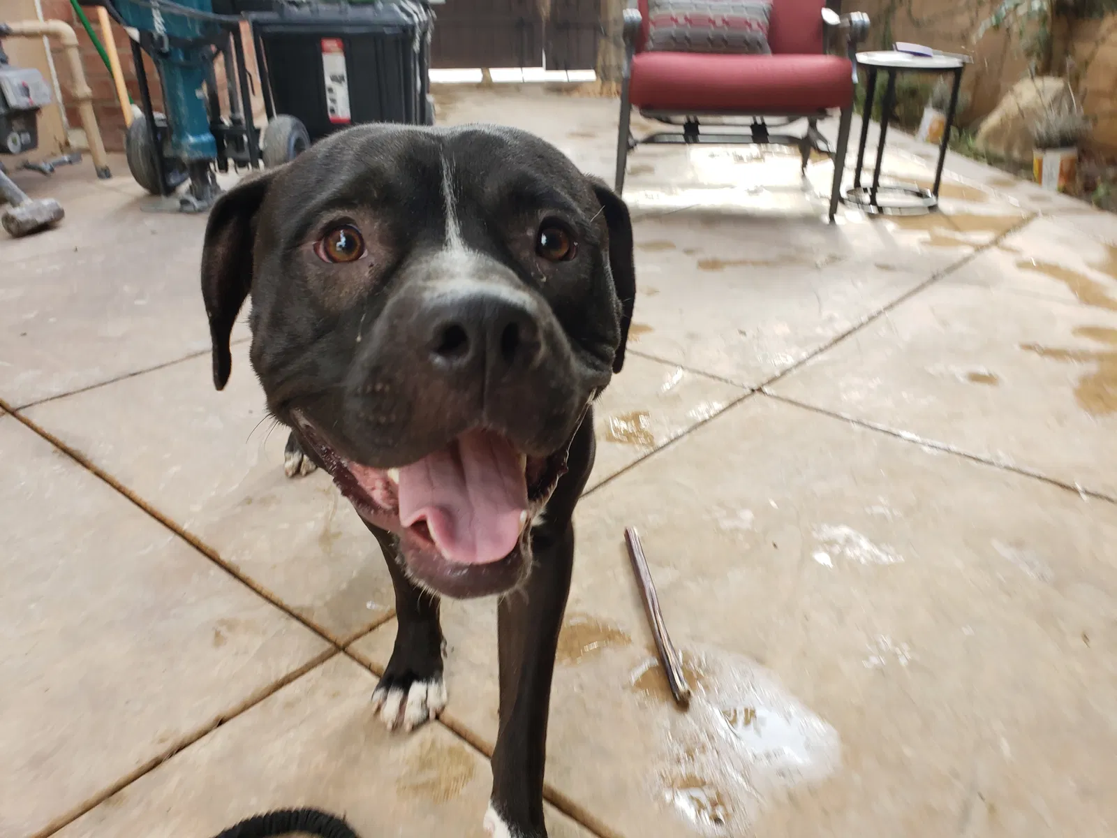 Found dog in Santa Ana, CA, 92704