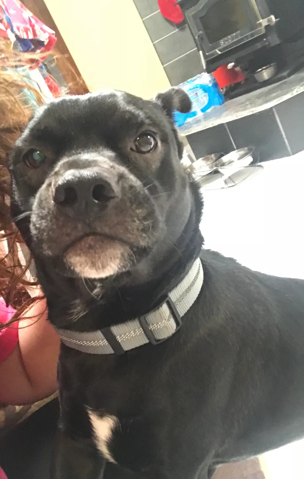 Found dog in Scottsdale, AZ, 85250